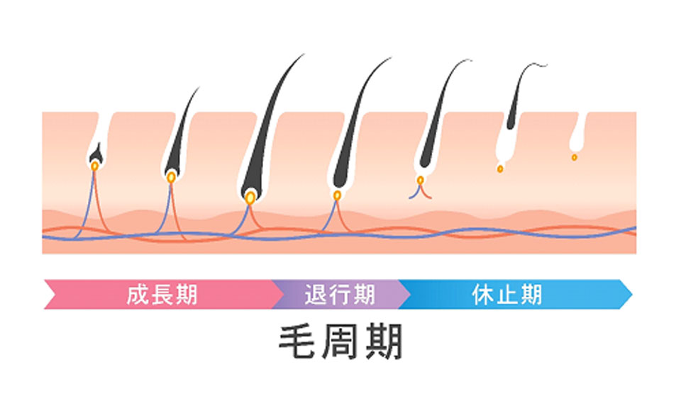 髪はなぜ育たなくなる？